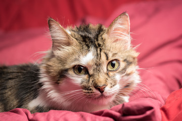 Portrait of a young european male cat on red couch staring