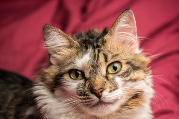 Portrait of a young european male cat on red couch staring