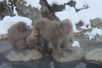 Fototapeta premium スノーモンキー