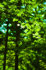 Fototapeta na wymiar Green maple leaves forest background