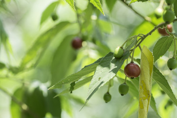 Flacourtia rukam on a background blur
