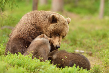 Obraz premium brown bear mother with cubs in a forest