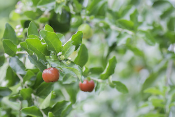 Wild cherry on a background blur