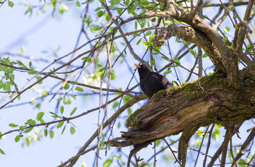 Amsel begrüßt den Morgen