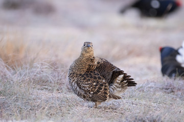 black grouse