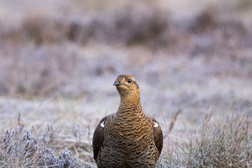 black grouse