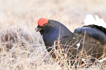 black grouse