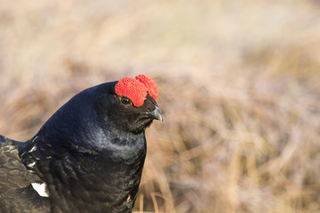 black grouse