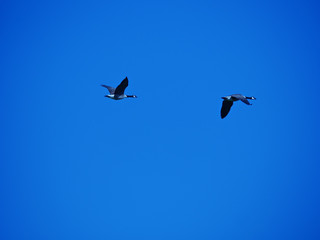 Canard