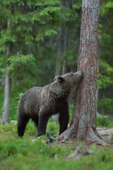 brown bear sniffing a trees