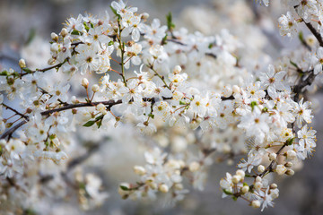 The flowering trees