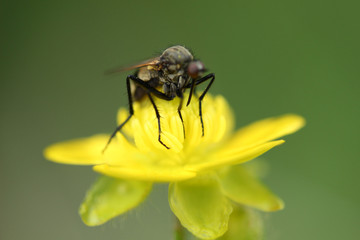 Yellow flower and fly 