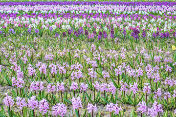 Naklejka premium Purple hyacinth flower field at sunset in Bardar village, Moldova