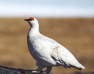 partridge