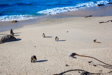 Penguins rest on the beach, Boulders beach, South Africa.