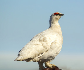 partridge