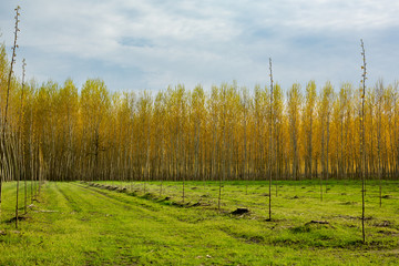 rows of cultivated poplar trees