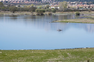 Embalse de Pedrezuela o El Vellón, situado en Guadalix de la Sierra. Comunidad de Madrid. España. 