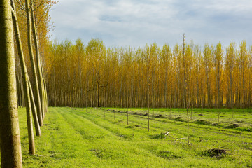 rows of cultivated poplar trees