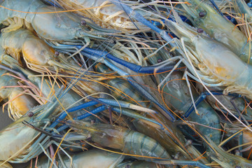 Fresh raw shrimp background