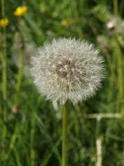 Löwenzahn, Pusteblume, Blume, verblüht, Samen, Pflanze, Wiese, Sommer