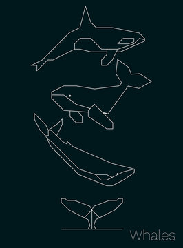 Vector geometrical whales. Outline illustration