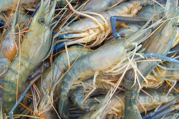 Fresh raw shrimp background