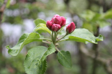apple tree blossom season bud