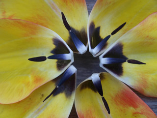 Fototapeta na wymiar Tulpe, Tulpenblätter, Blume, Natur, Blätter, Pflanze, Holz, gelb, Form