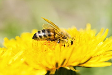 Honey Bee At work - Side view