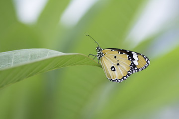 butterfly on the leaves
