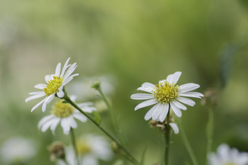 Chamomile flowers on  a background blur