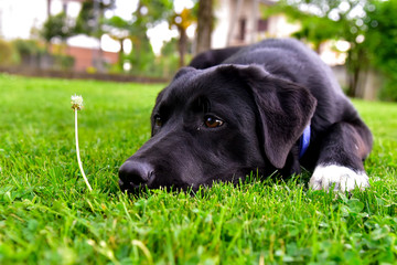 A black labrador is lying in front of a flower in a meadow