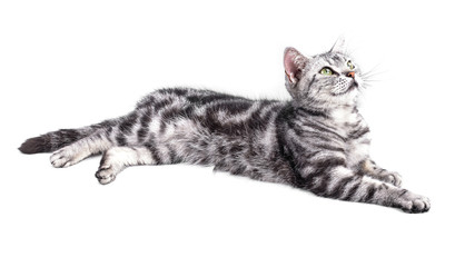 Naklejka premium American Shorthair cat on white