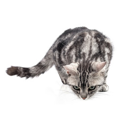 American Shorthair cat on white