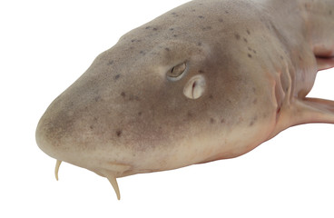 Shark fish head isolated on white background