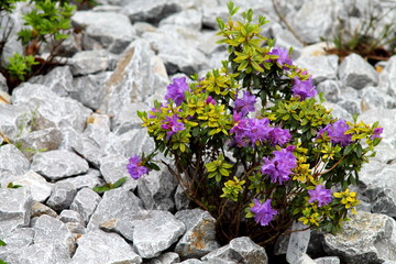 Fine purple azalea bush in stone garden. Fantasy gentle floral soft  purple blossom plant on grey stones.