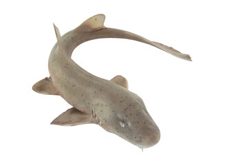 Shark fish isolated on white background