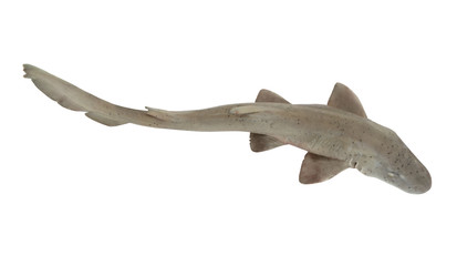 Fototapeta premium Shark fish isolated on white background