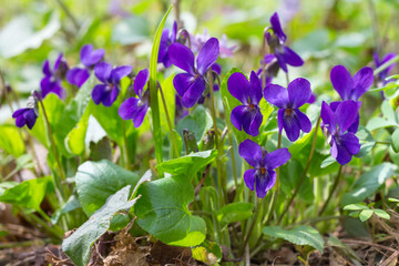 Violet violets flowers bloom in the spring forest. Viola odorata