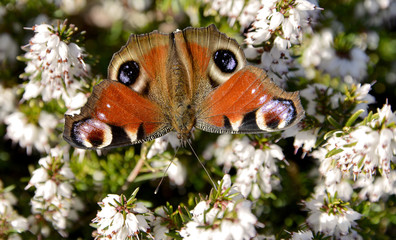 European Peacock butterfly (Inachis io) eating on white heather flower seen from above