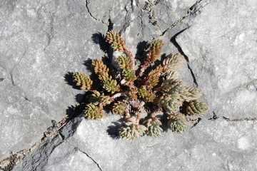 Orpin de nice, Sedum sediforme
