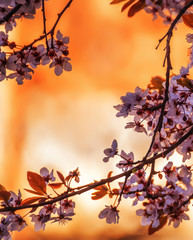 Branches of a blossoming cherry tree at sunset. Warm sunny photo with a yellow sunny background.
