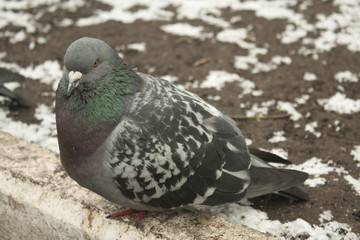 Pigeon on the snowy street background