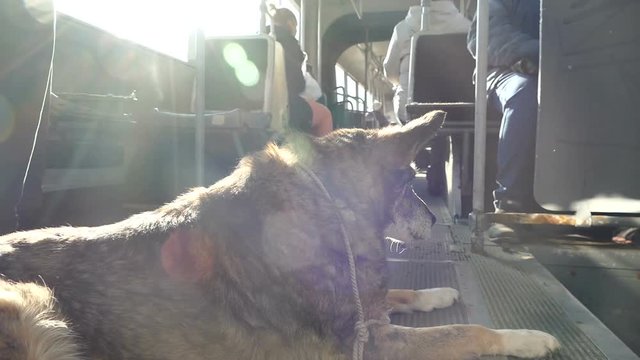 A big dog lies on the floor of a public bus.