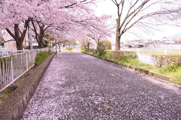 桜の通り道