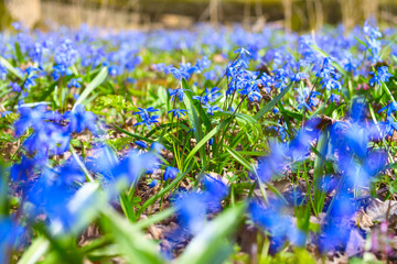 Obraz na płótnie Canvas Blue snowdrop blossom flowers in early spring in the forest. Scilla siberica Squill