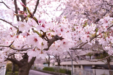 桜　sakura