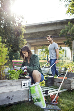 Mid adult man and woman working in vegetable garden