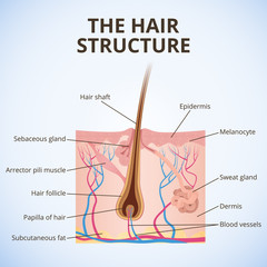 Obraz premium The structure of the hair